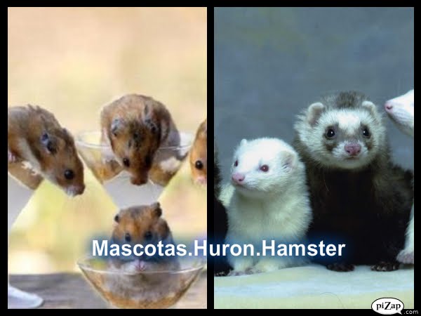 Mascotas Huron.Hamster