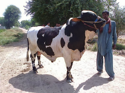 qurbani animal cow image 2013