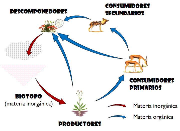 cadena alimenticia biotica navegando 6 cadenas y niveles tr 243 ficos cadena alimenticia biotica navegando 6 cadenas y niveles tr 243 ficos