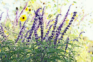 Flores de la Pradera