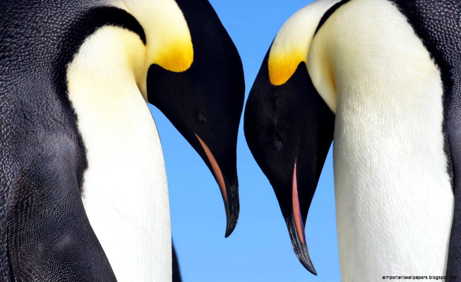 29 Emperor Penguin HD Wallpapers Backgrounds Wallpaper Abyss 29 Emperor Penguin HD Wallpapers Backgrounds Wallpaper Abyss