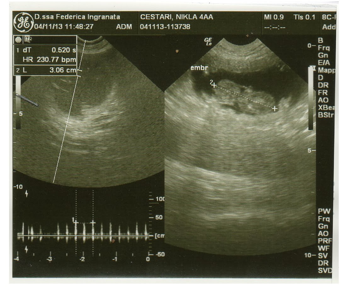 Il Manto Del Lupo Allevamento Amatoriale Del Cane Da Lupo Cecoslovacco Novembre 13