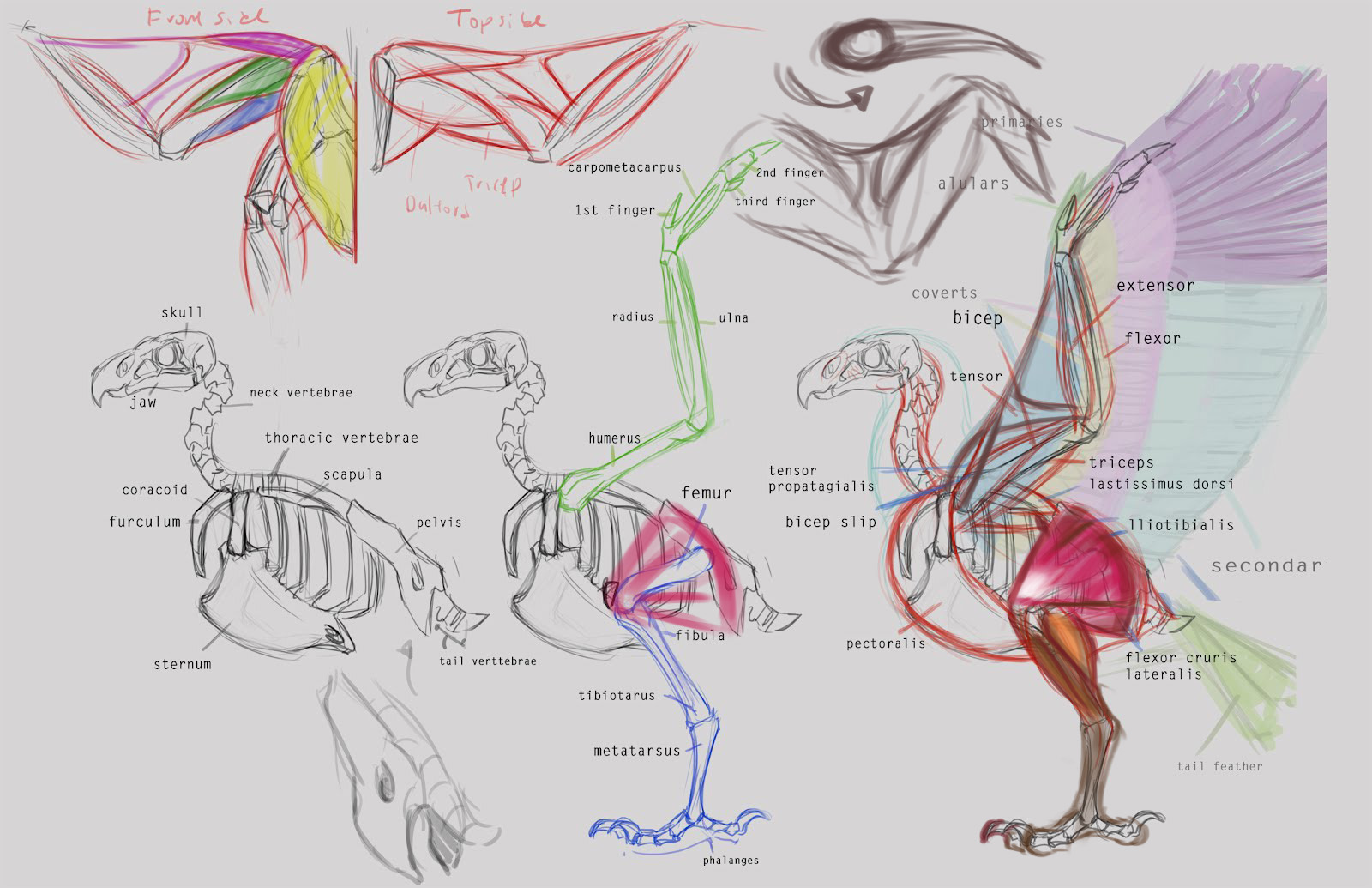 Animal Art and Demos: DEMOS