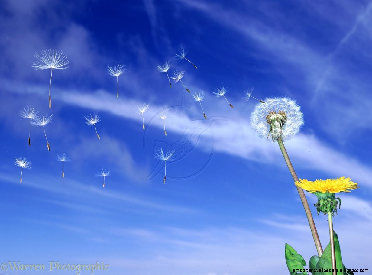 Dandelion Seeds Blowing Photography   Top Images Dandelion Seeds Blowing Photography   Top Images