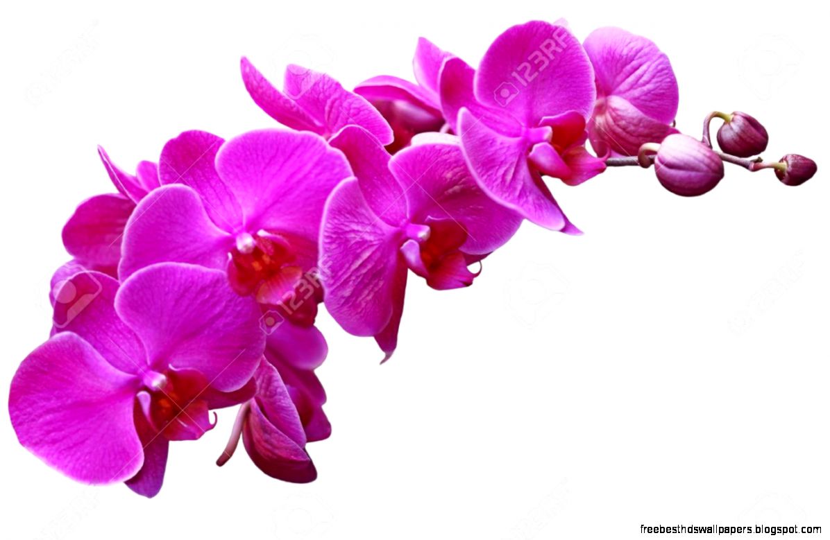 Orchid Flower We Need Fun Orchid Flower We Need Fun