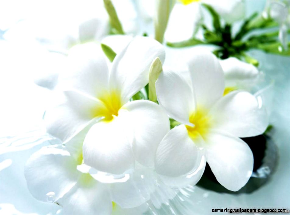 Beautiful White Flowers wallpaper 1024x768 22610 Beautiful White Flowers wallpaper 1024x768 22610