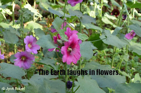 the-earth-laughs-in-flowers