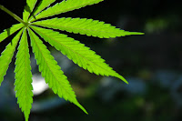 20 Studies That Prove Cannabis Can Cure Cancer Marijuana+420