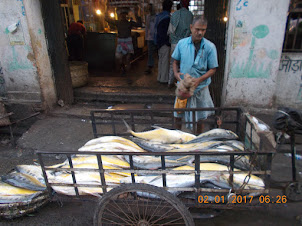 Fish being transported on "Cycle Rickshaws" to the Fish section of New Market.