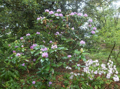 Future Plants By Randy Stewart Rhododendrons Hybrids
