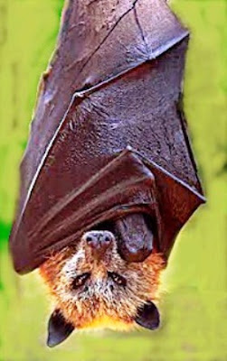 El murciélago más grande del Mundo (Zorro volador filipino).Acerodon jubatus Golden_crowned_fruit_bat