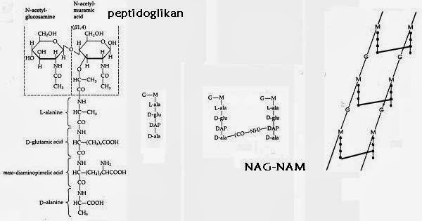 Cari Lagi Dinding Sel