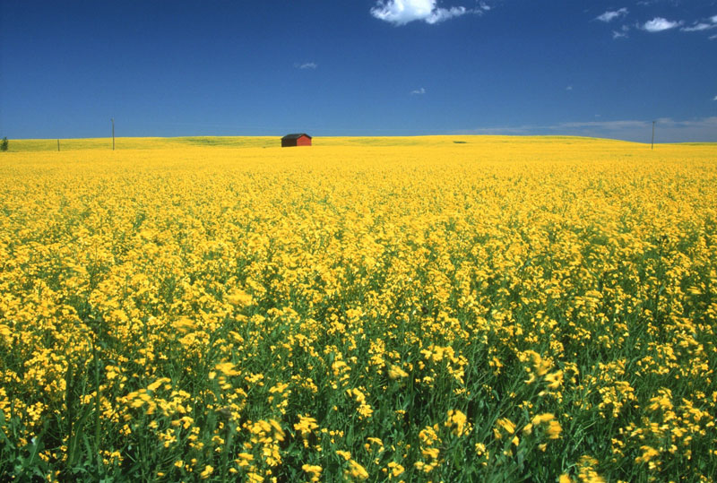 Mustard Flowers