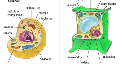 Referensi Pembelajaran Biologi Mengenai Sel