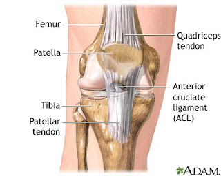 Anterior cruciate ligament (ACL)
