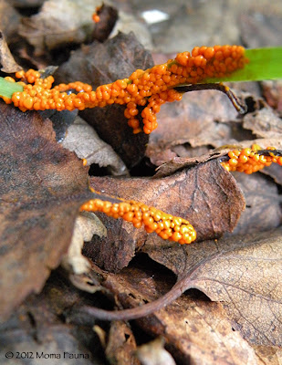 Diminutive, orange slime mold fruiting bodies.