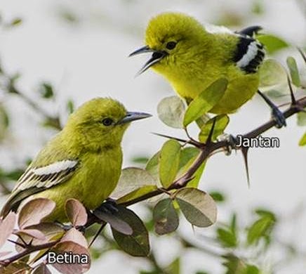 38++ Ciri burung cipoh jantan muda terupdate