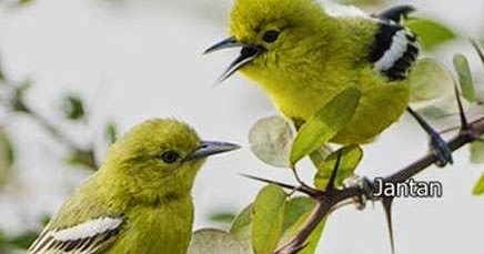 Tips Membedakan Jantan Betina Burung Cipoh Tips Burung Terbaru