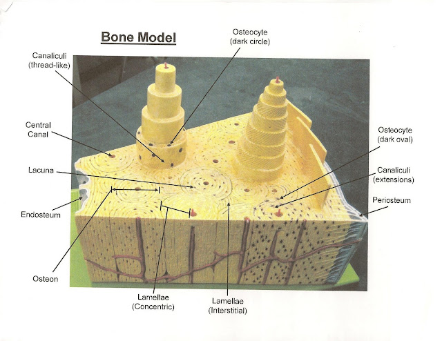 ANATOMY & PHYSIOLOGY I BIS 240: Bone Model