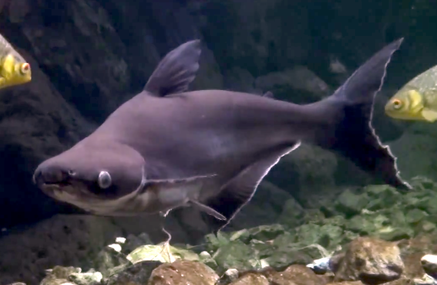 Aquarium Movies Japan Archive 生きている魚図鑑 カイヤン Iridescent Shark Sutchi Catfish Pangasianodon Hypophthalmus