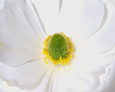 white HD flowers sunflower flowery bee