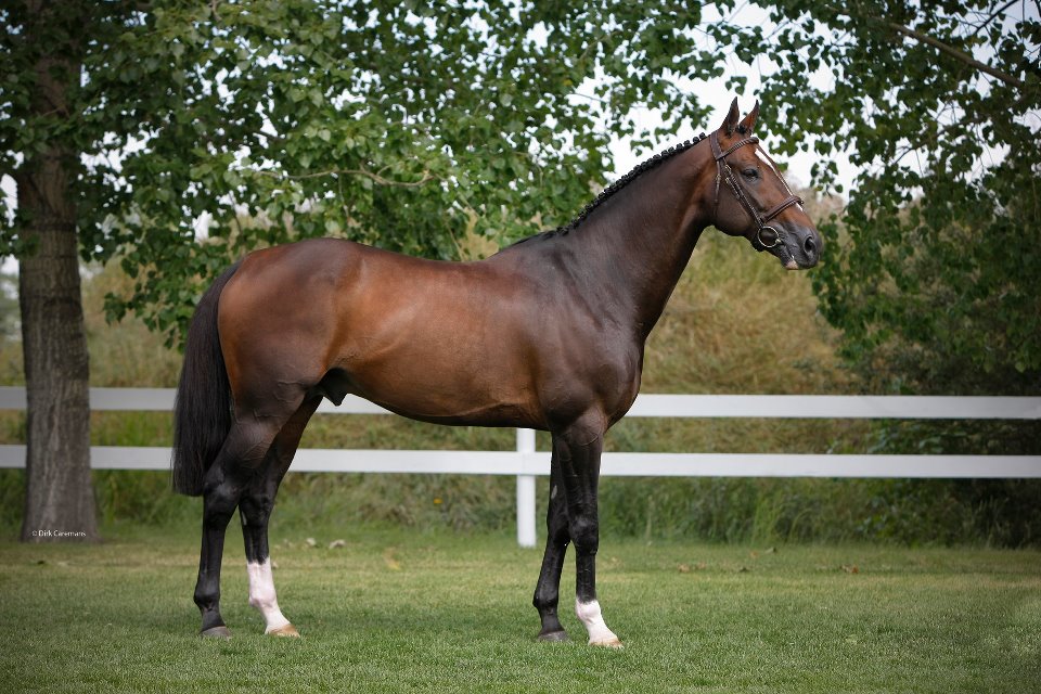 Horse Country Chic Hickstead Collapes and Dies in Itay