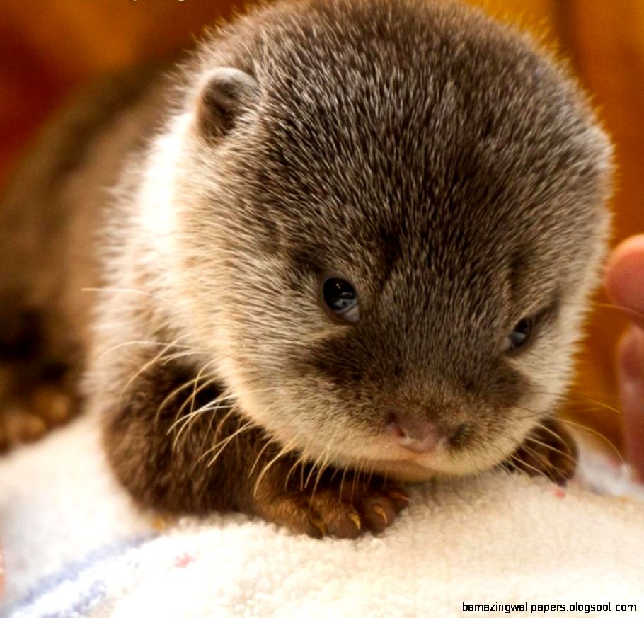 Cute Rare Animals Widescreen 2 HD Wallpapers Cute Rare Animals Widescreen 2 HD Wallpapers