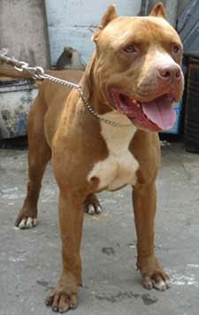 Seputar Informasi Berita Terkini Dan Terbaru Pengkhianatan Cinta