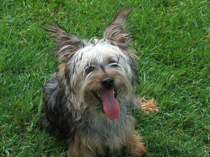 silky puppies silky terriers breeds picture silky puppies silky terriers breeds picture