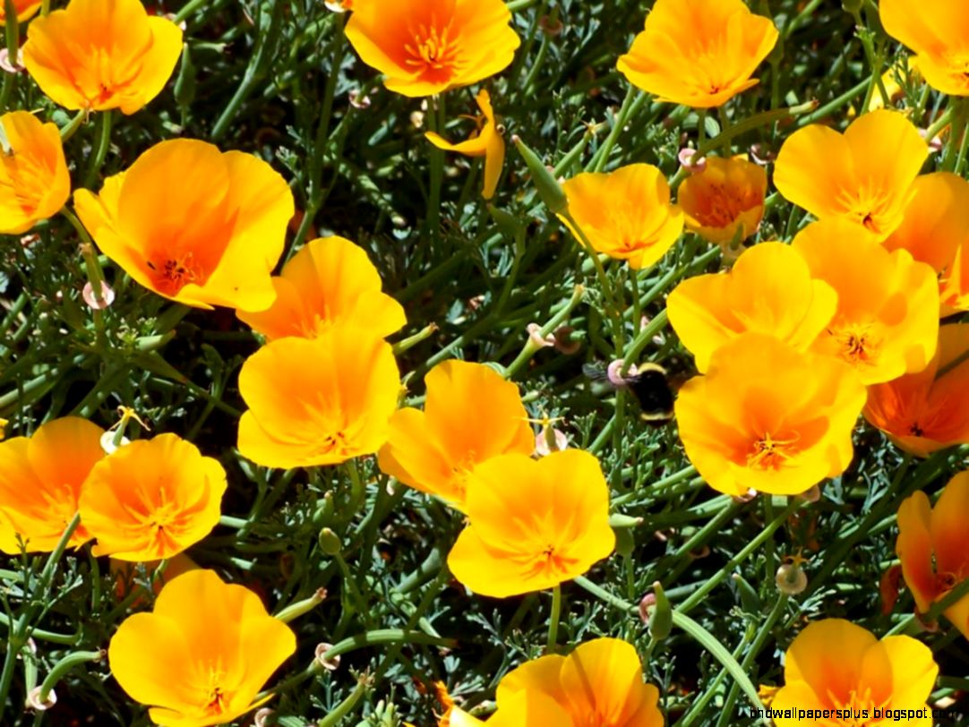 State Flower California Poppy TripAdvisor™ State Flower California Poppy TripAdvisor™
