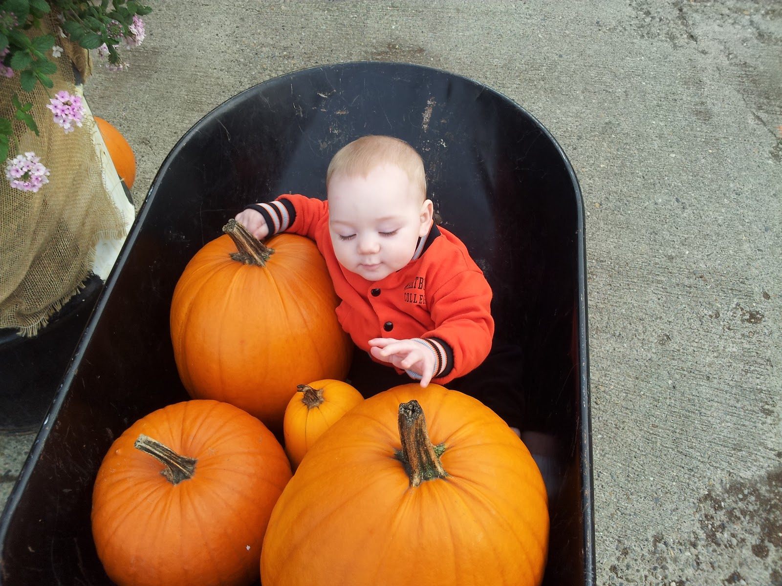 Pumpkin Picking Long Island Dog Friendly Pumpkin Picking Long Island Dog Friendly