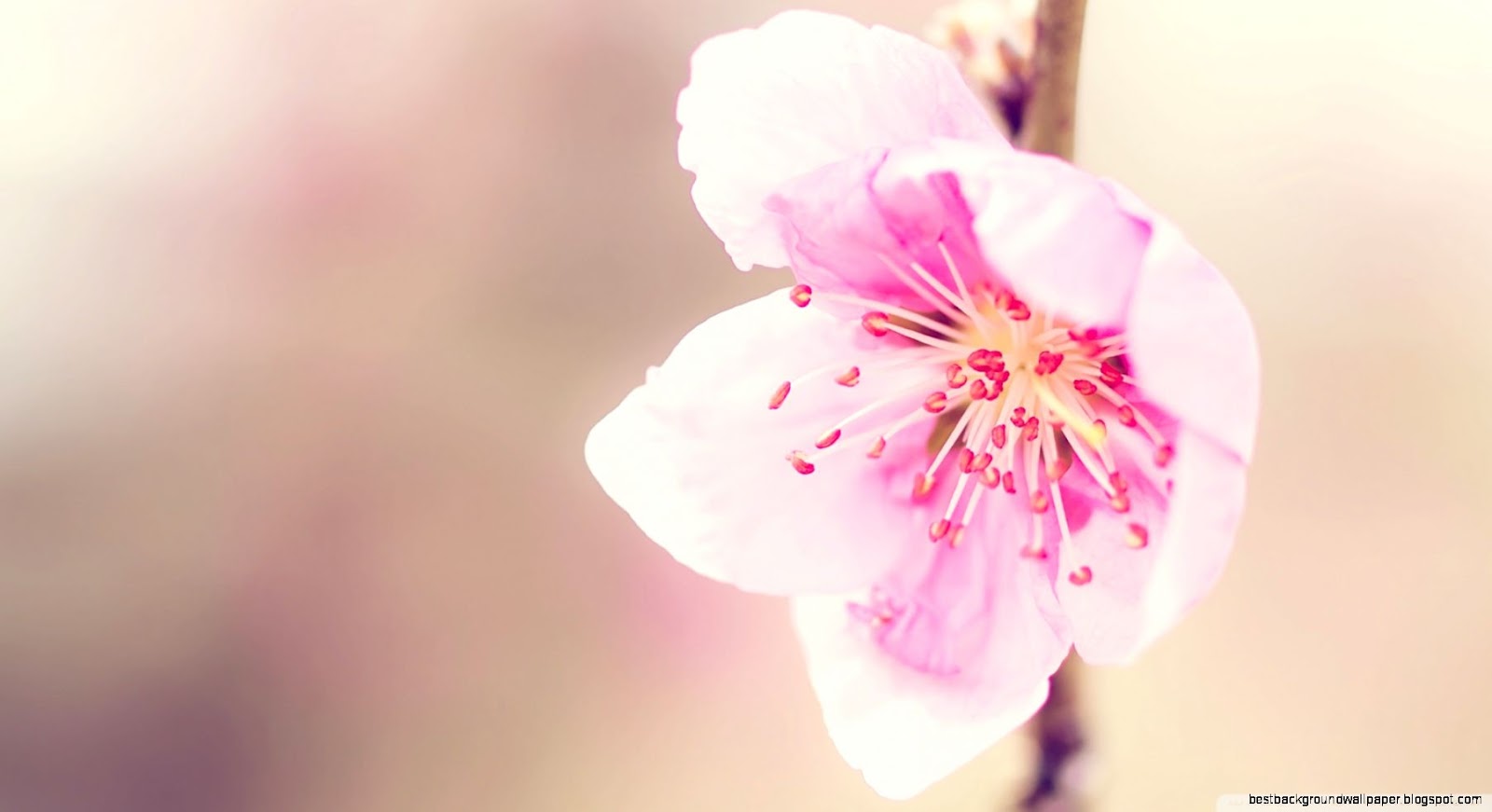 Pretty Pink Flower Photography Pretty Pink Flower Photography