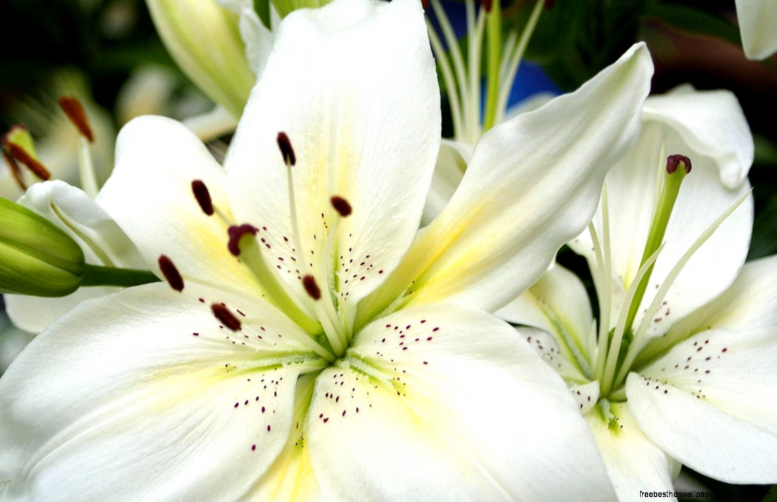 White Flowers Wallpaper for PC Full HD Pictures White Flowers Wallpaper for PC Full HD Pictures