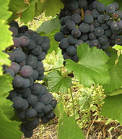 UVA MENCÍA