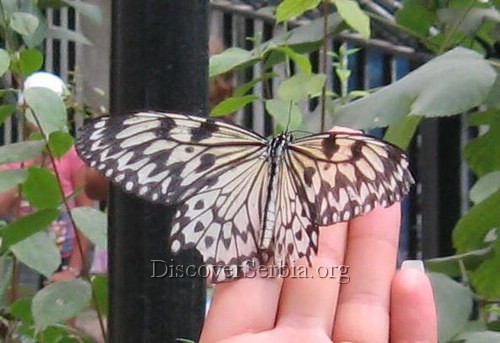 Tropic Butterflies