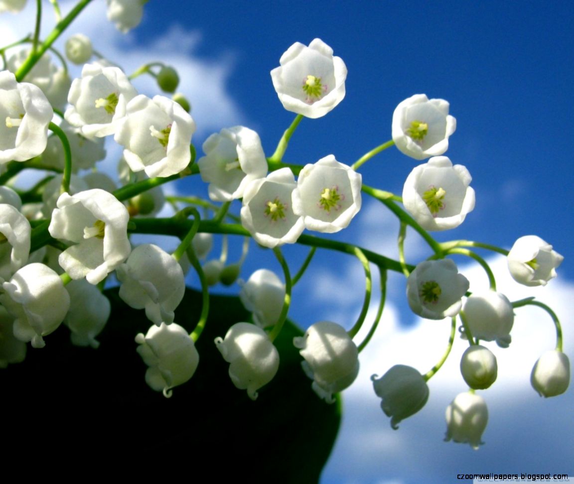 Lily Of The Valley Flower HD desktop wallpaper High Definition Lily Of The Valley Flower HD desktop wallpaper High Definition