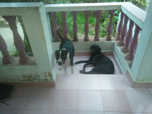 Agnello Lobo family pet dog "Lilly(Black colour)".