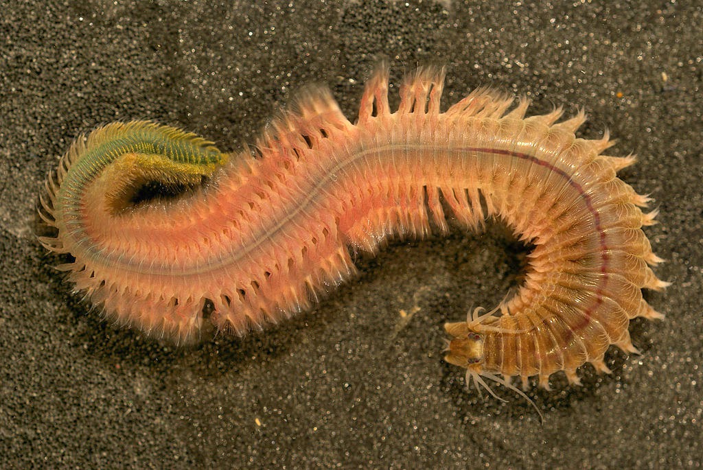 Microscope World Blog Clam Worm Under the Microscope