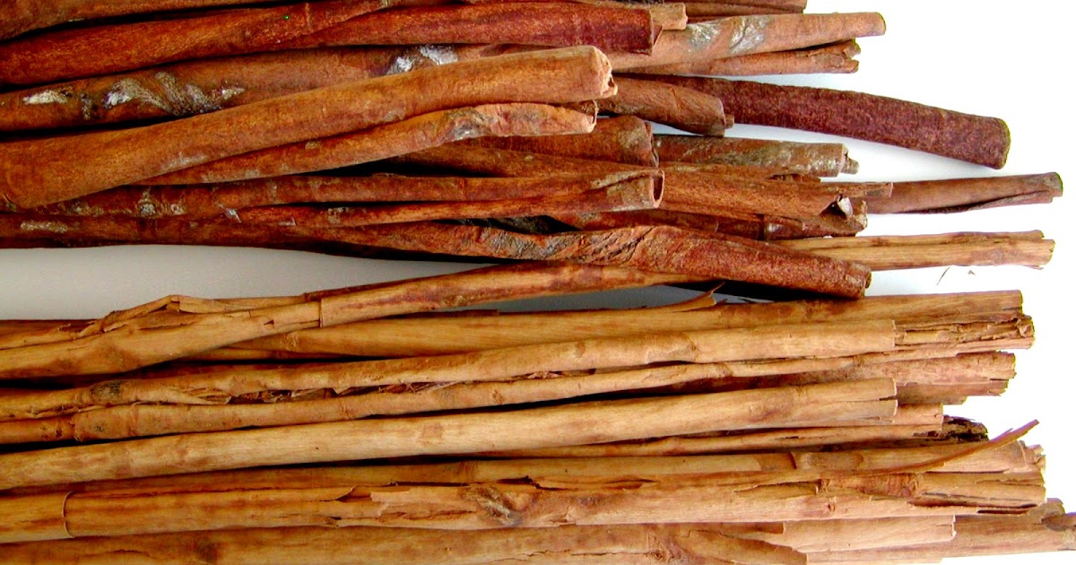 ETNOBIODIVERSIDADE A verdadeira canela