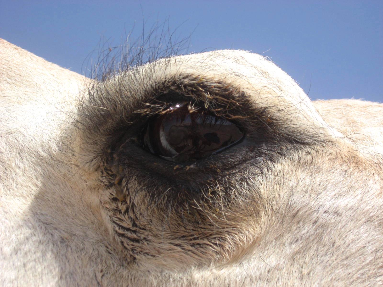 Camels Long Eyelashes