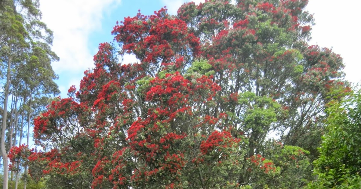 Quiltingorchardist New Zealand Christmas Tree.