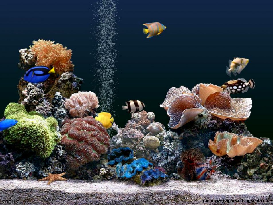 Download Free Fish Screensaver The Wallpaper 1024x768 Full HD Download Free Fish Screensaver The Wallpaper 1024x768 Full HD