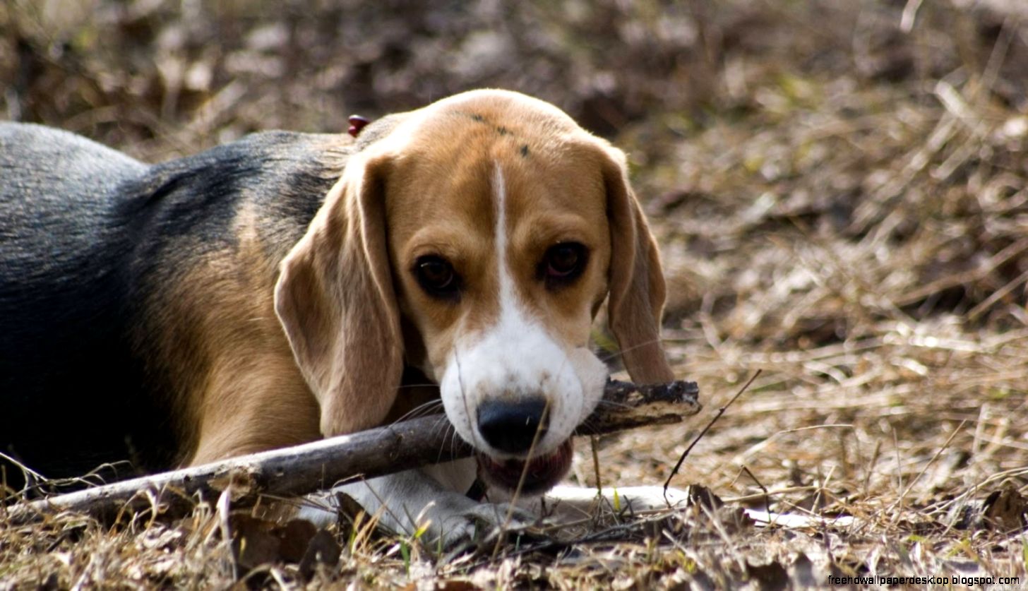 Windows 8 Wallpaper Dog Windows 8 Wallpaper Dog
