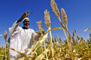 Un contadino africano che raccoglie del grano