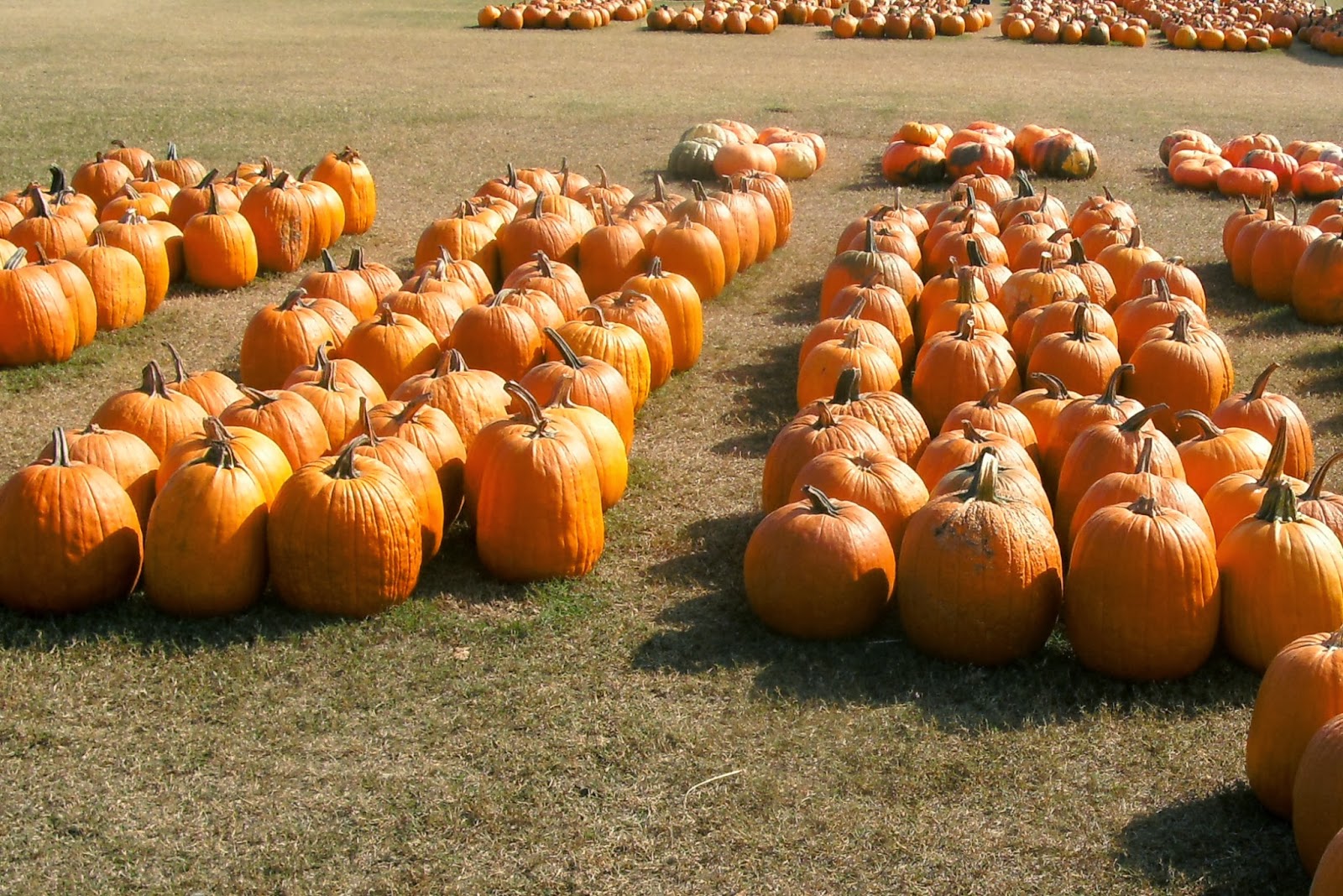 Southern Soul The Pumpkin Patch
