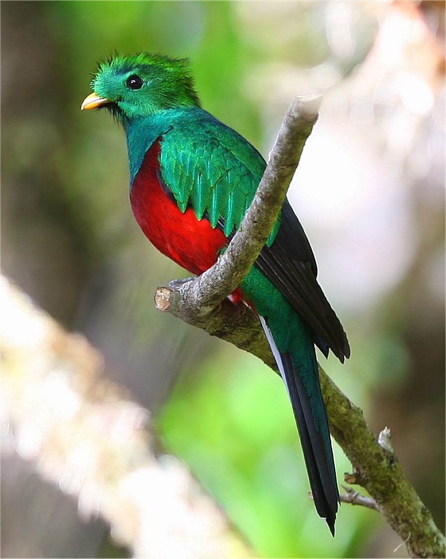 El quetzal Guatemala