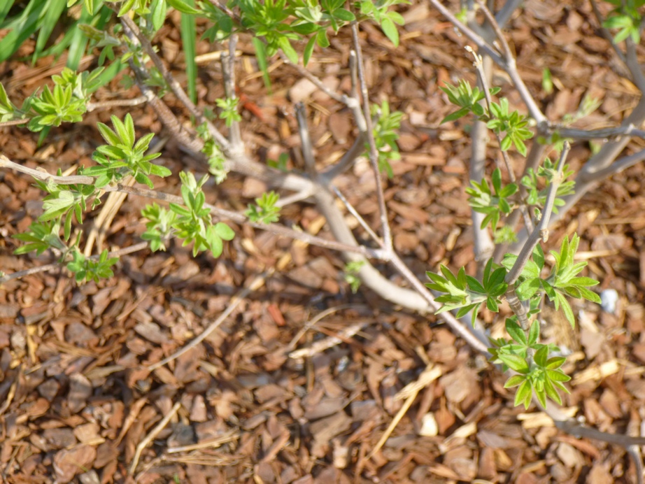 Bedgebury Pinetum Tree Team Blog Autumn Leaves