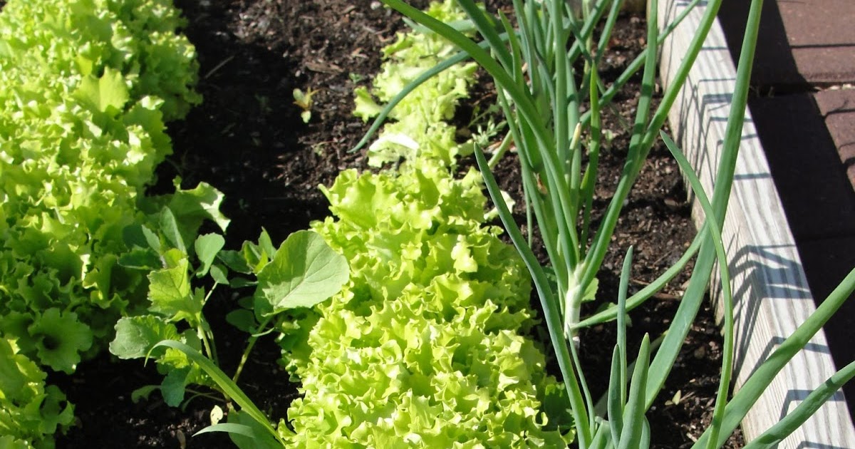 Lessons from the Garden Lettuce Time! Harvesting Loose Leaf Lettuce