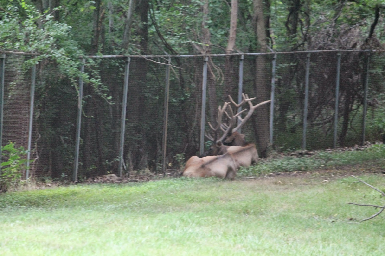 The Missouri Mom Best time to see the Elk at Lone Elk Park in St Louis, Missouri