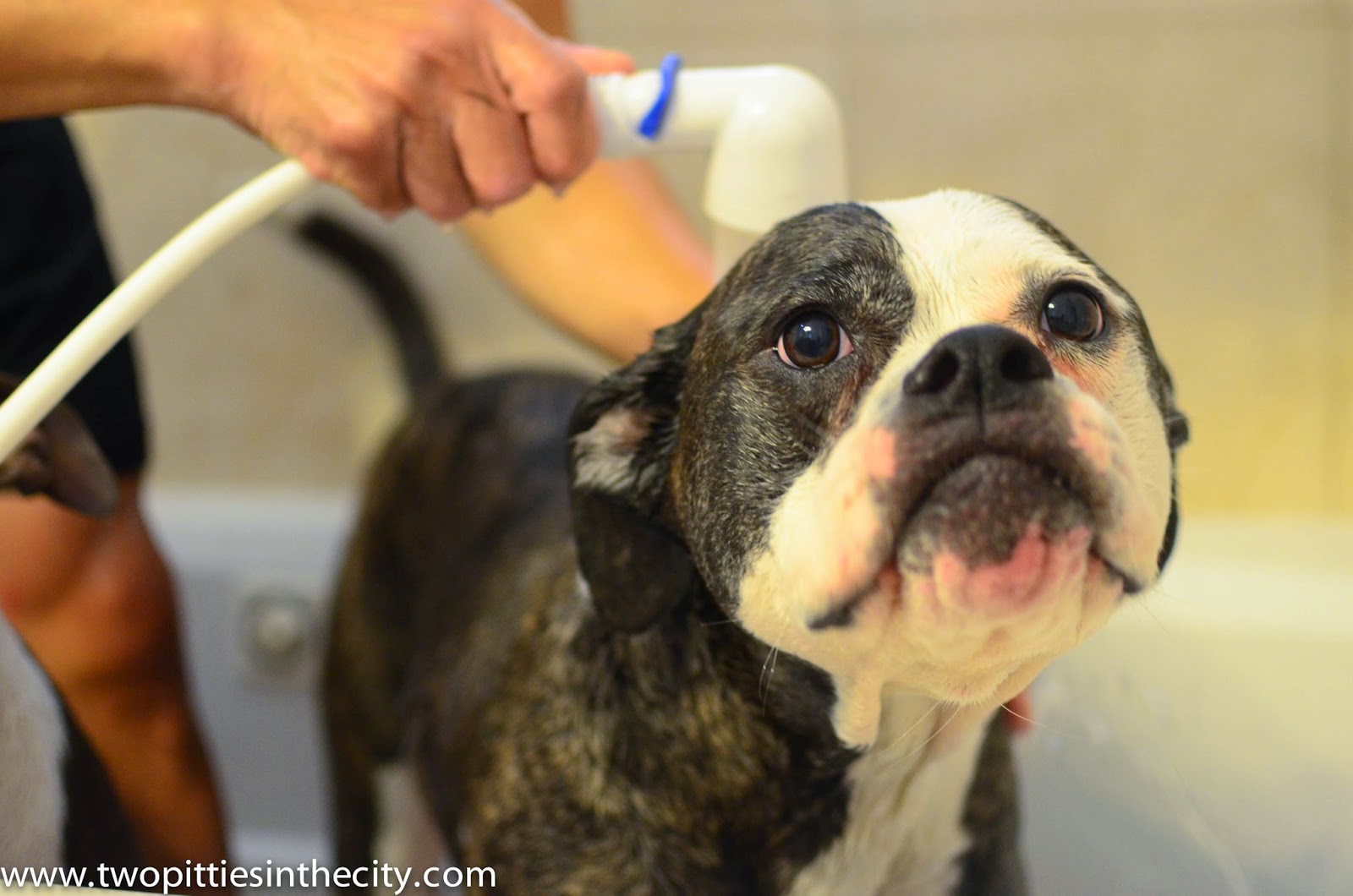 Can You Bathe Puppies At 3 Weeks